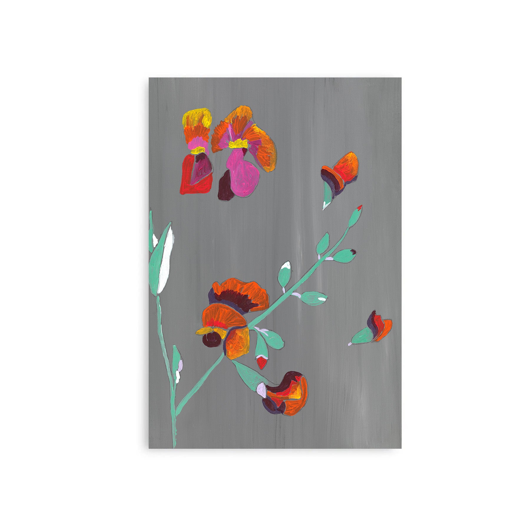 Flame Pea - Fine Art Print