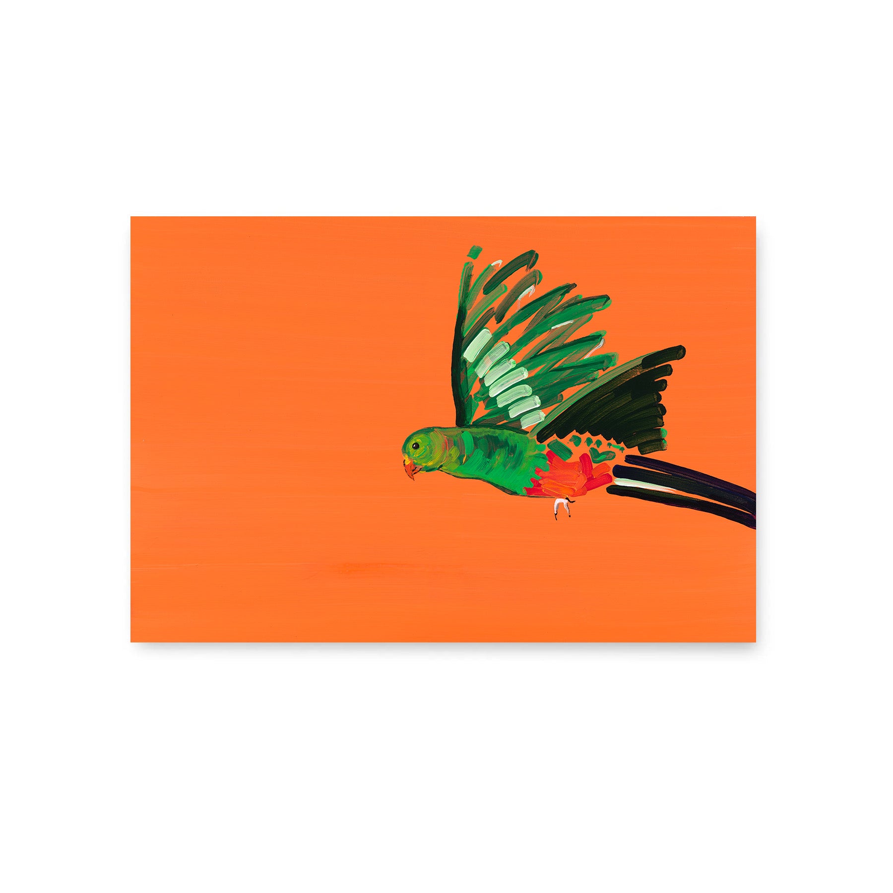 Parrot - Fine Art Print