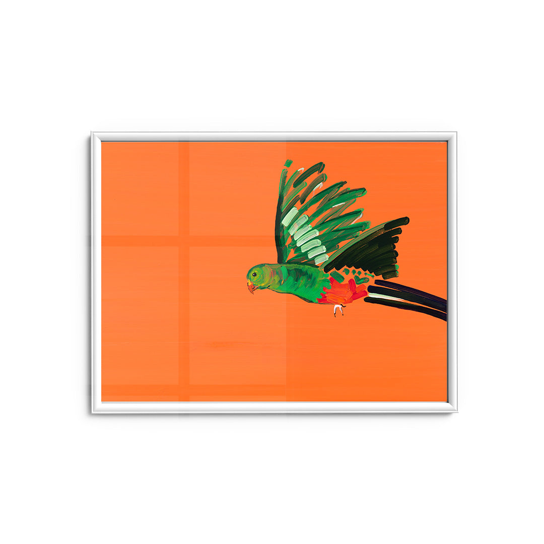 Parrot - Fine Art Print
