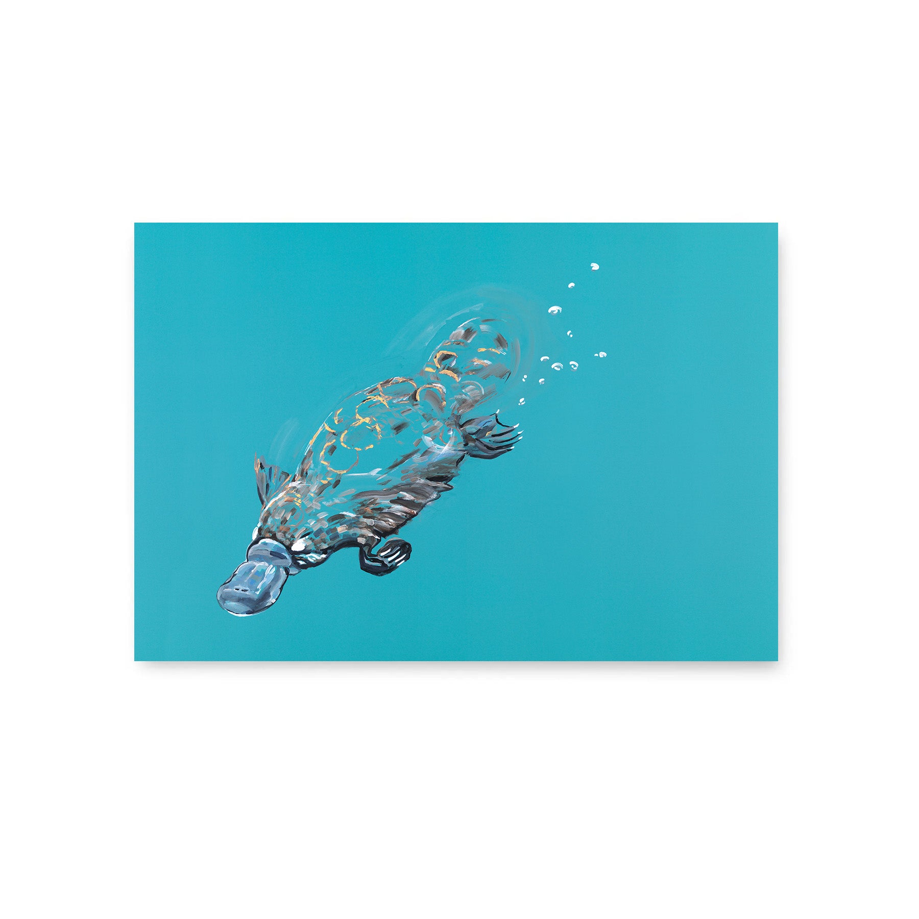 Platypus - Fine Art Print