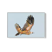 Wedge-tailed Eagle  - Canvas